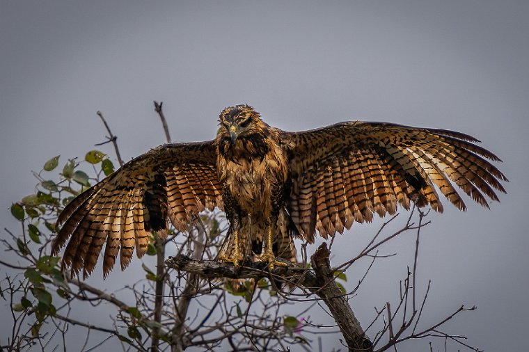 048 Noord Pantanal, savannebuizerd.jpg